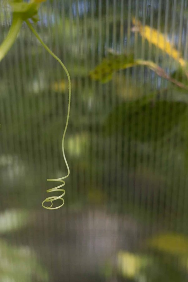 Comment intégrer des options de pâtes sans gluten dans un restaurant italien traditionnel?